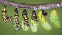 Chrysalis Leadership Coaching :: Caterpillar to Chrysalis